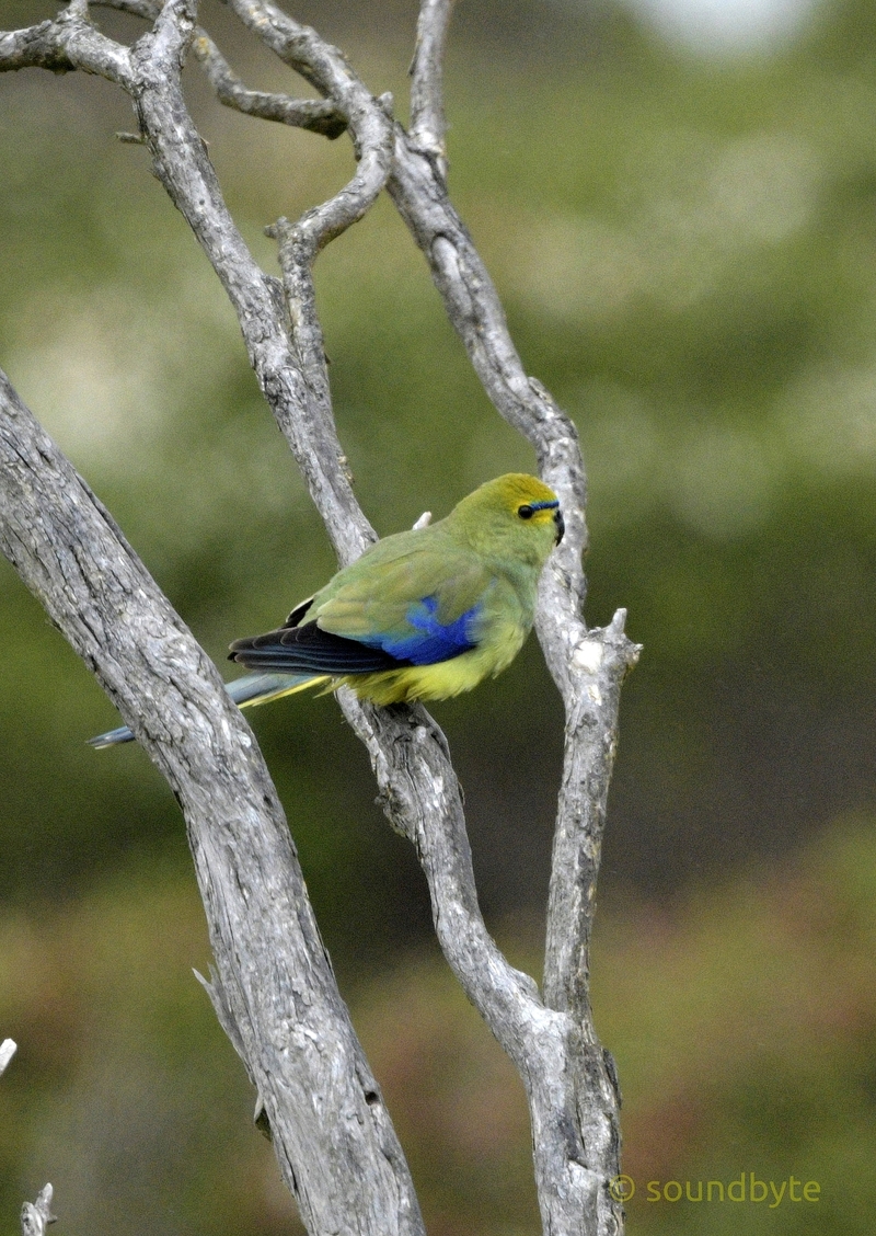 Blue_Winged_Parrot_1_BCG.jpg