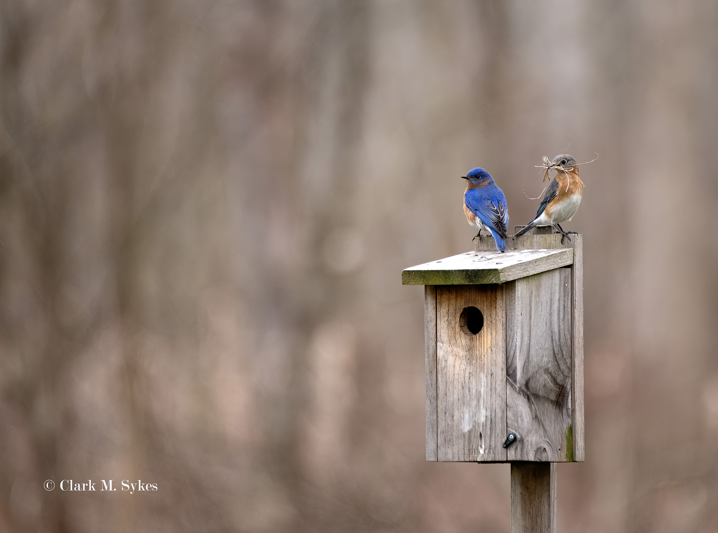 Bluebird 4b Copyrighted.jpg