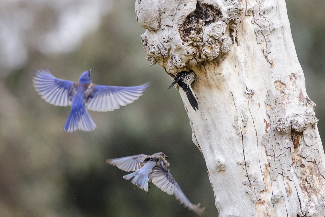 bluebird and woodpecker_DS16461 201604 720 territorial conflict.jpg