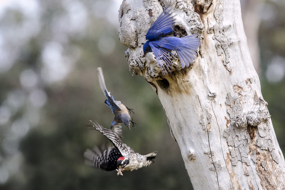 bluebird and woodpecker_DS16626 201604 720 territorial conflict.jpg