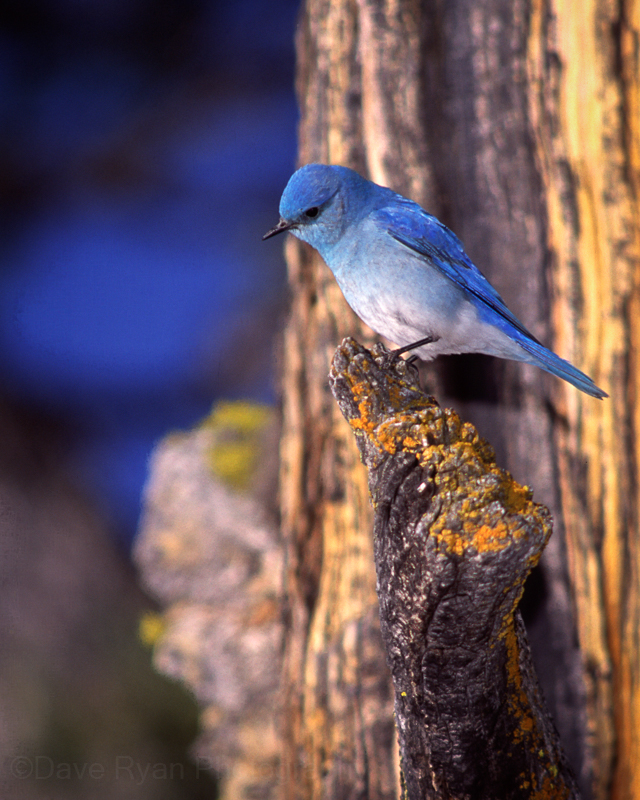 bluebird1.jpg