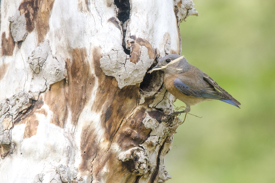 bluebird_DS13027 201604 720 nesting.jpg