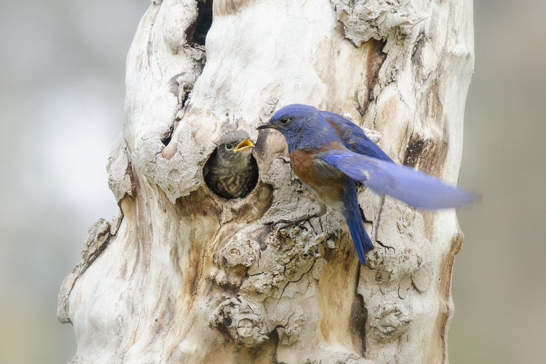 bluebird_DS16608 201606 720 feeding.jpg