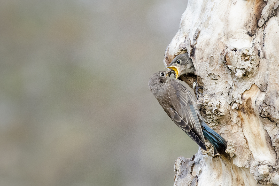 bluebird_DS17055 201607 720 fledgling feeder.jpg