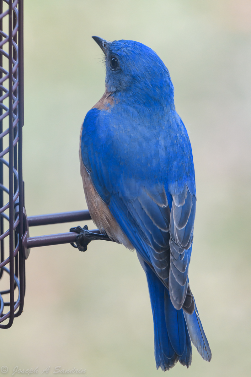 Bluebirds-3.jpg