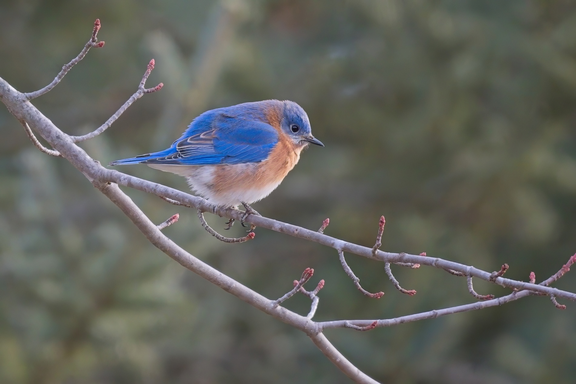 Bluebirds0000.jpg