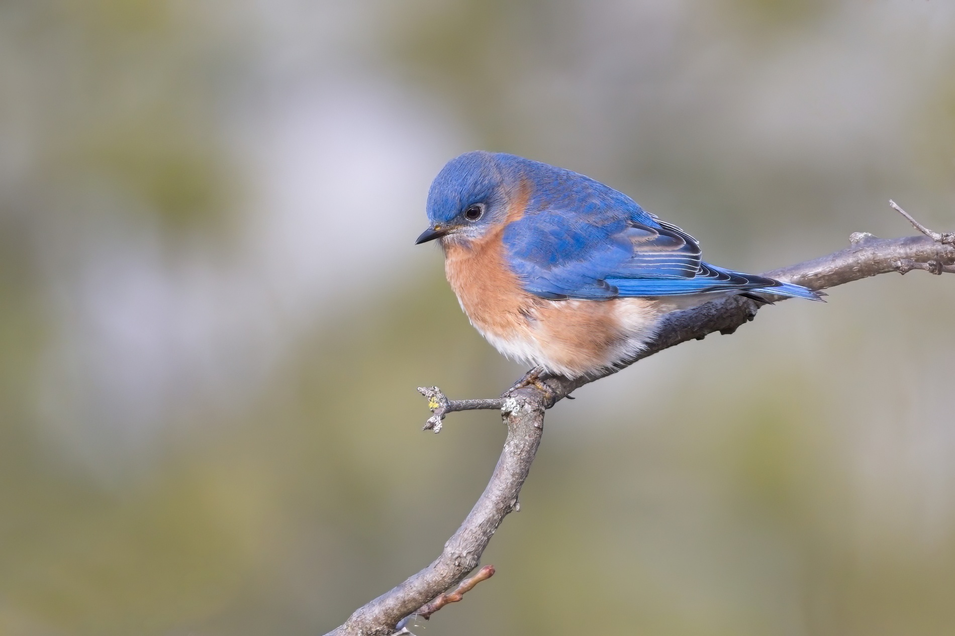 Bluebirds0001.jpg