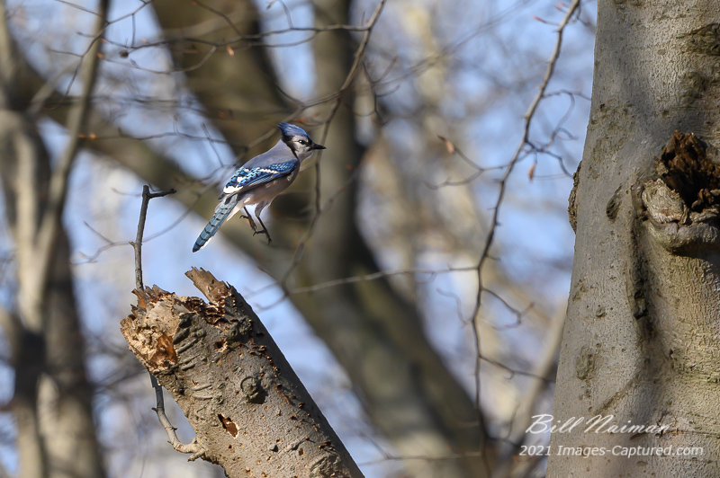 Bluejay Early Winter_November 29, 2020_3772.jpg