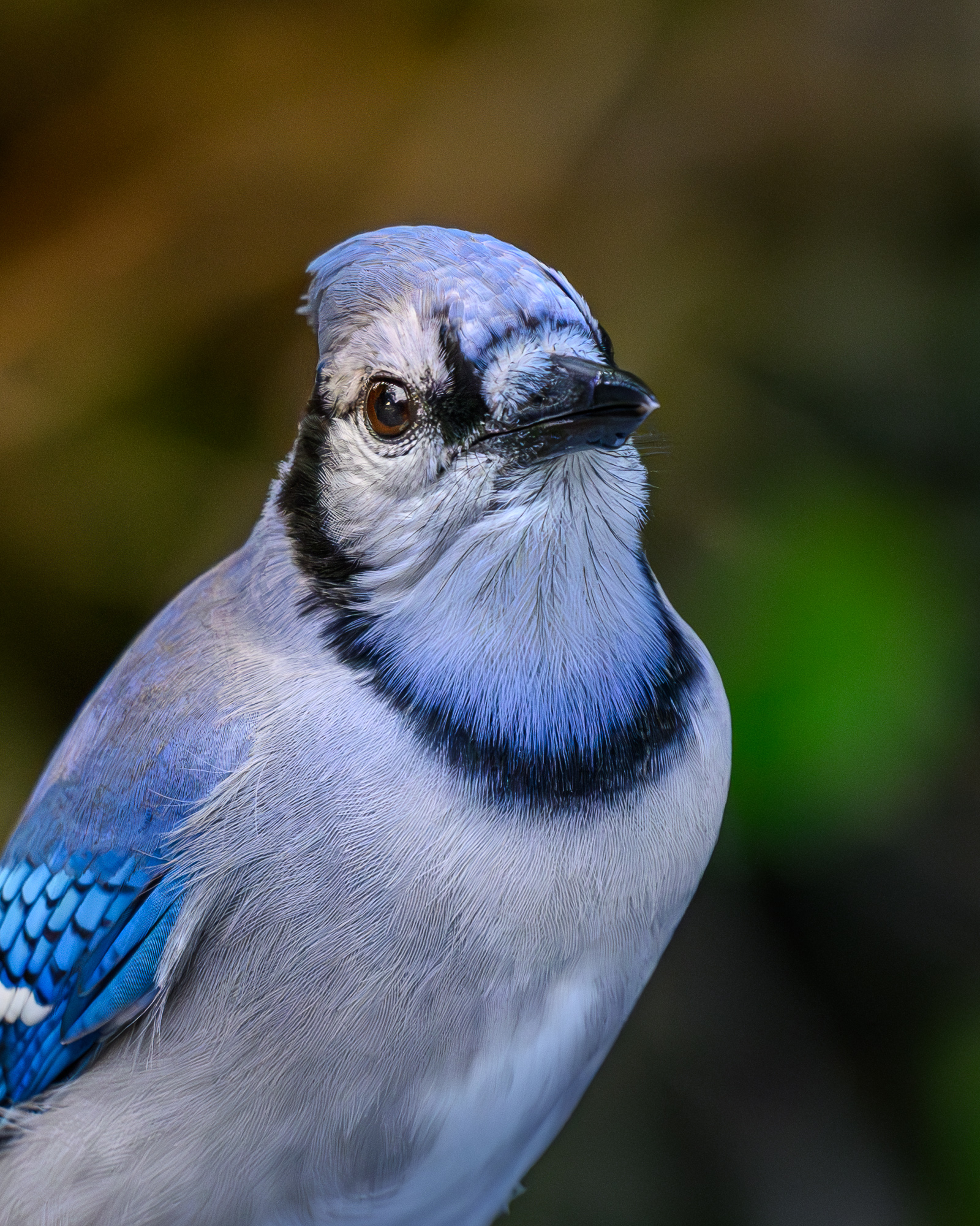 BlueJay.jpg