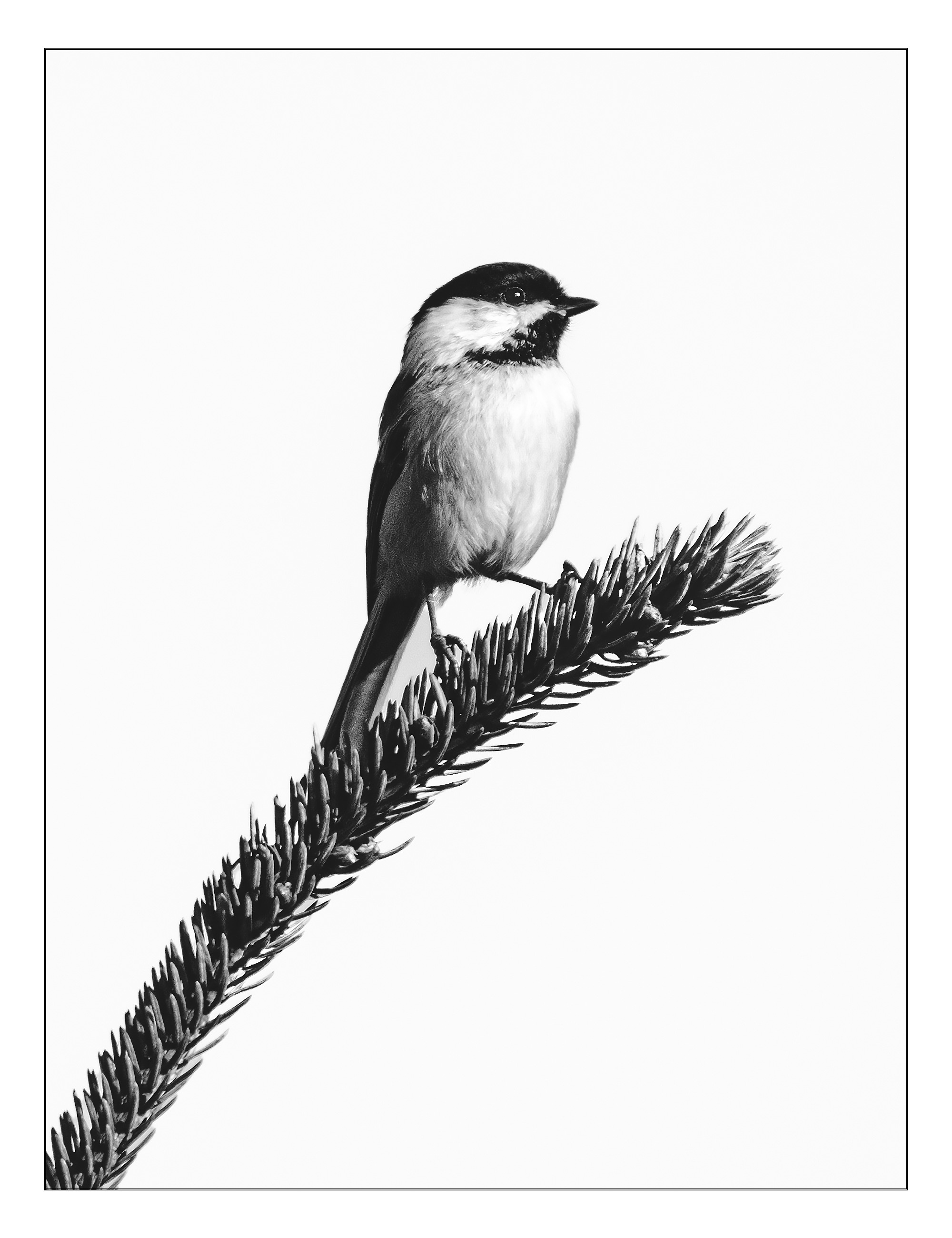 bnw-chickadee_Original.jpeg