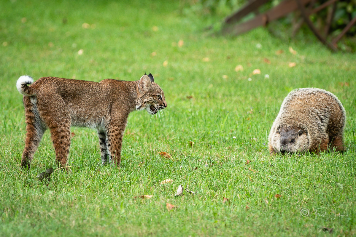 Bobcat-165.jpg