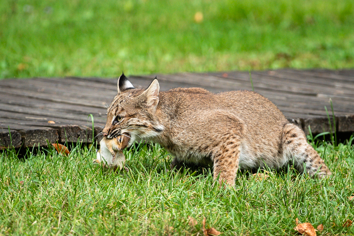 Bobcat-219.jpg