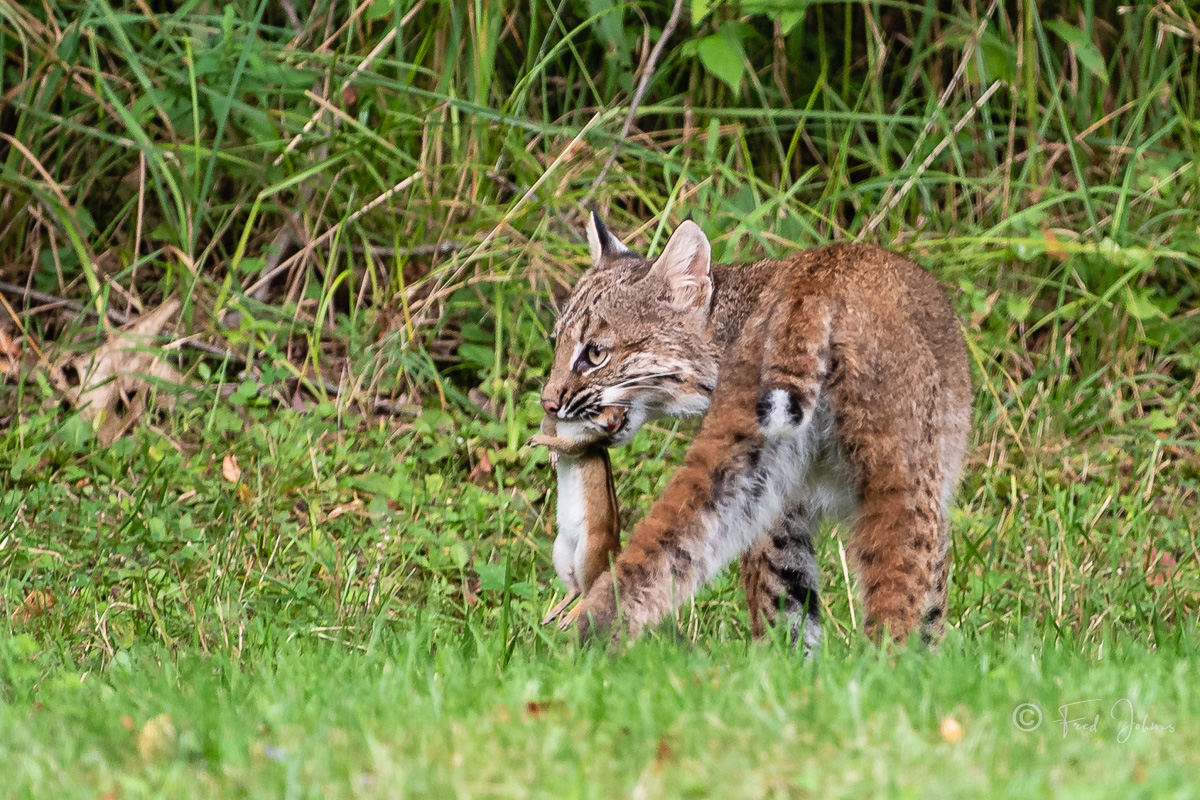 Bobcat-239.jpg