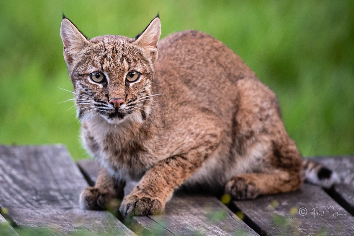 Bobcat-368.jpg