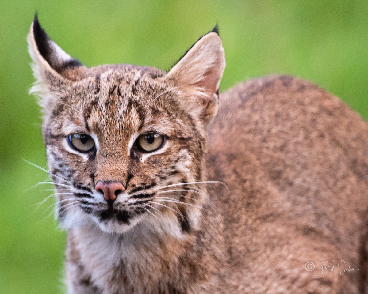 Bobcat-370.jpg