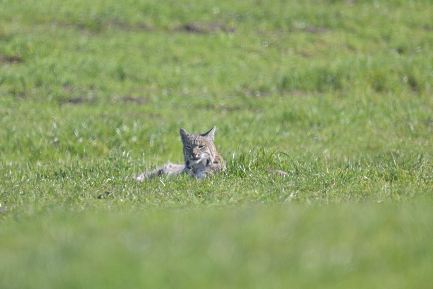 bobcat in the field.JPG