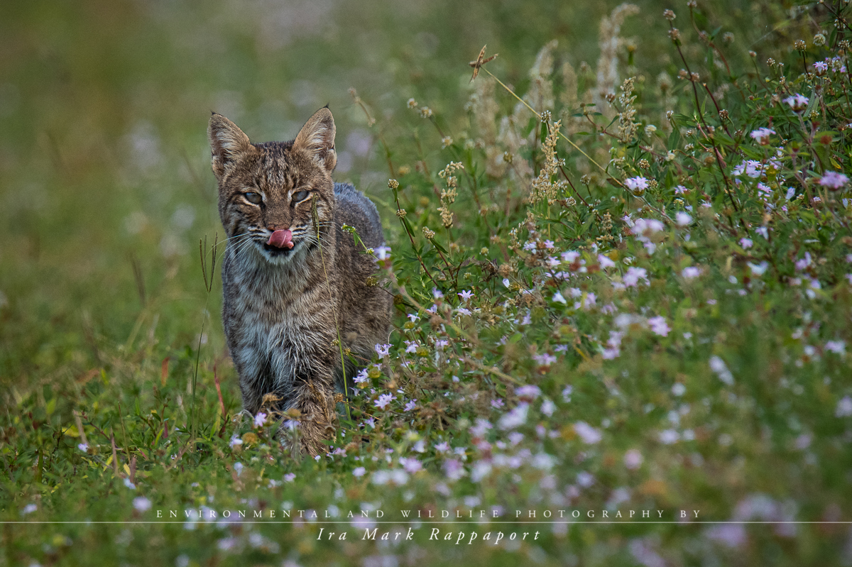 Bobcat.jpg