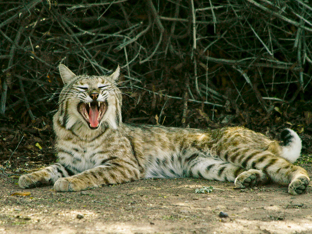 Bobcat Sweetwater  03032009_MG_0379 (1).jpg