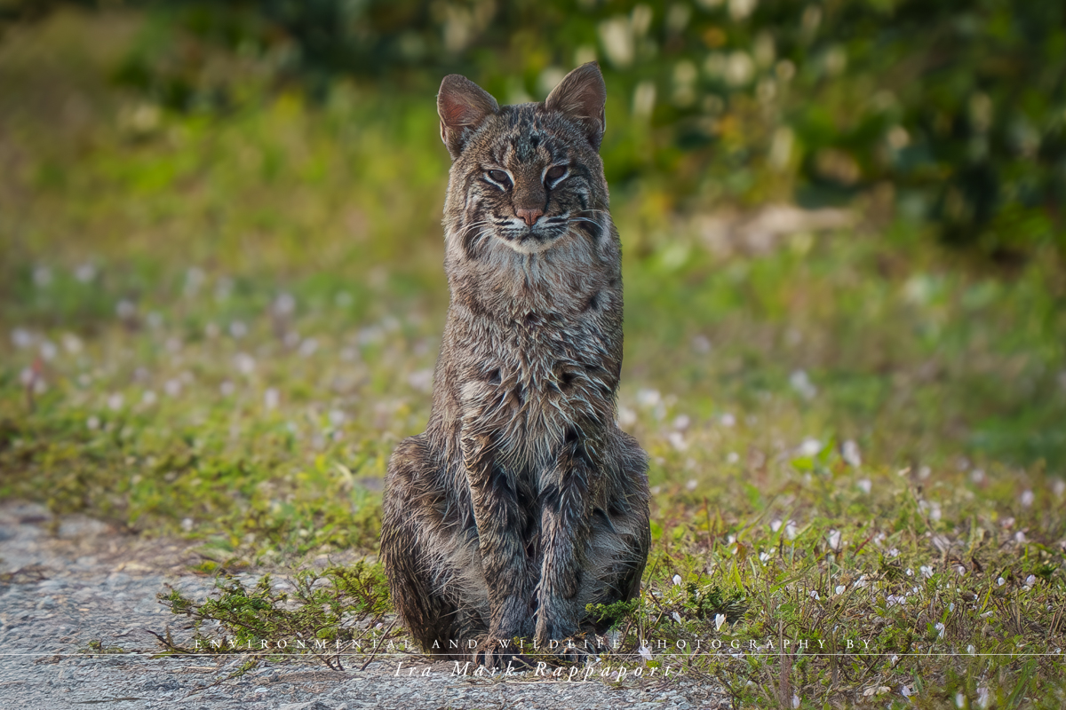 Bobcat wet-1-2.jpg