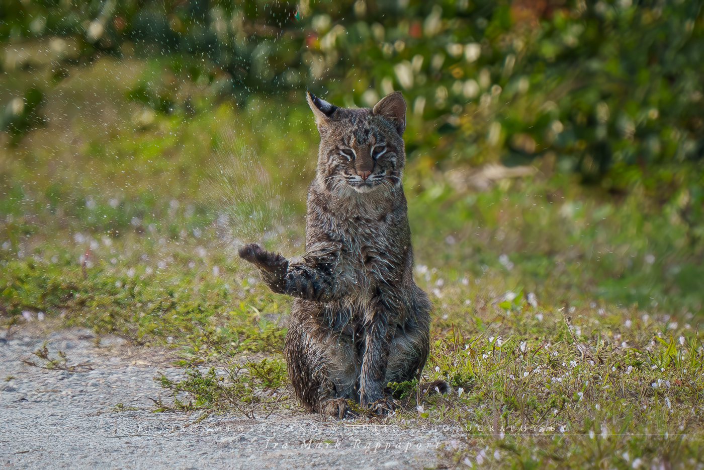 Bobcat wet-2.jpg