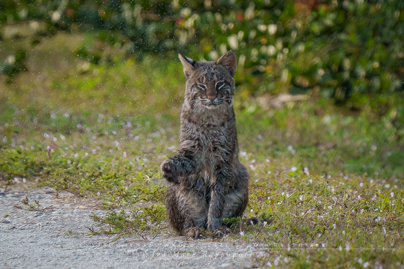 Bobcat wet-3.jpg