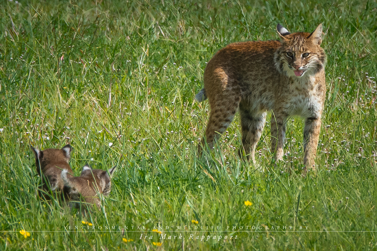 Bobcat with kittens.jpg