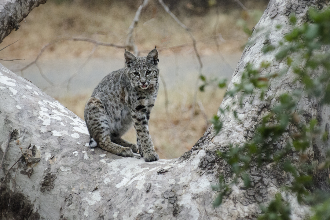 bobcat_DSC1042 201410 720.jpg