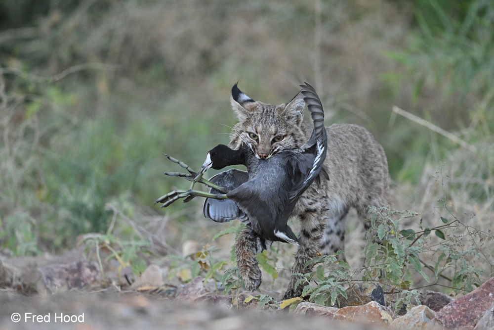 bobcat_female Little Mama Z8 5473.JPG