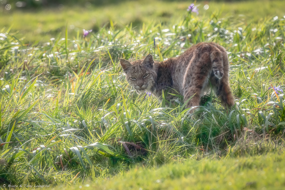 Bobcat_LEV6464-Edit.jpg