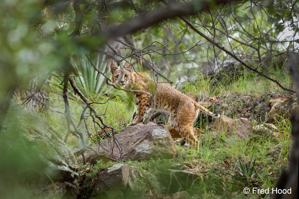 bobcat_male Z8 13860.jpg