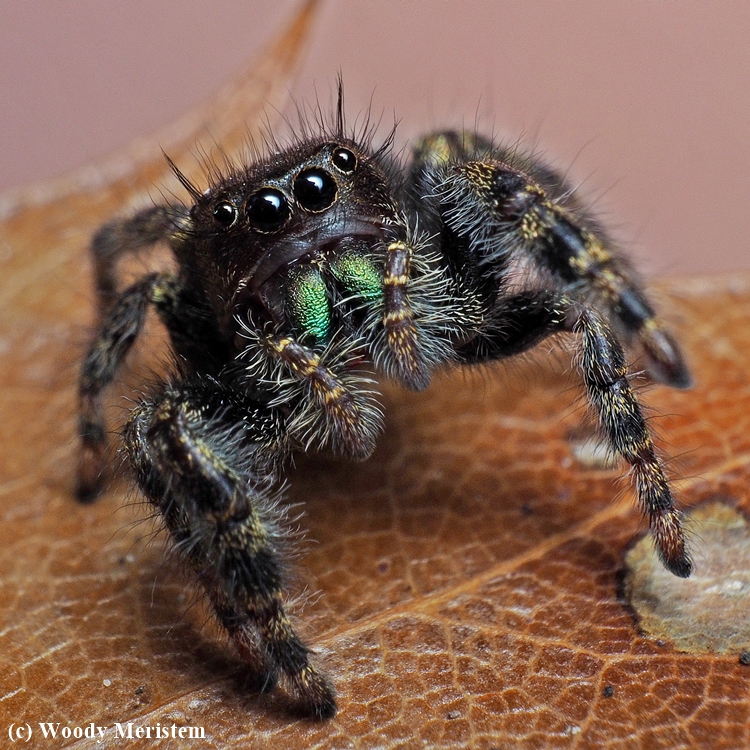 Bold Jumping Spider.JPG