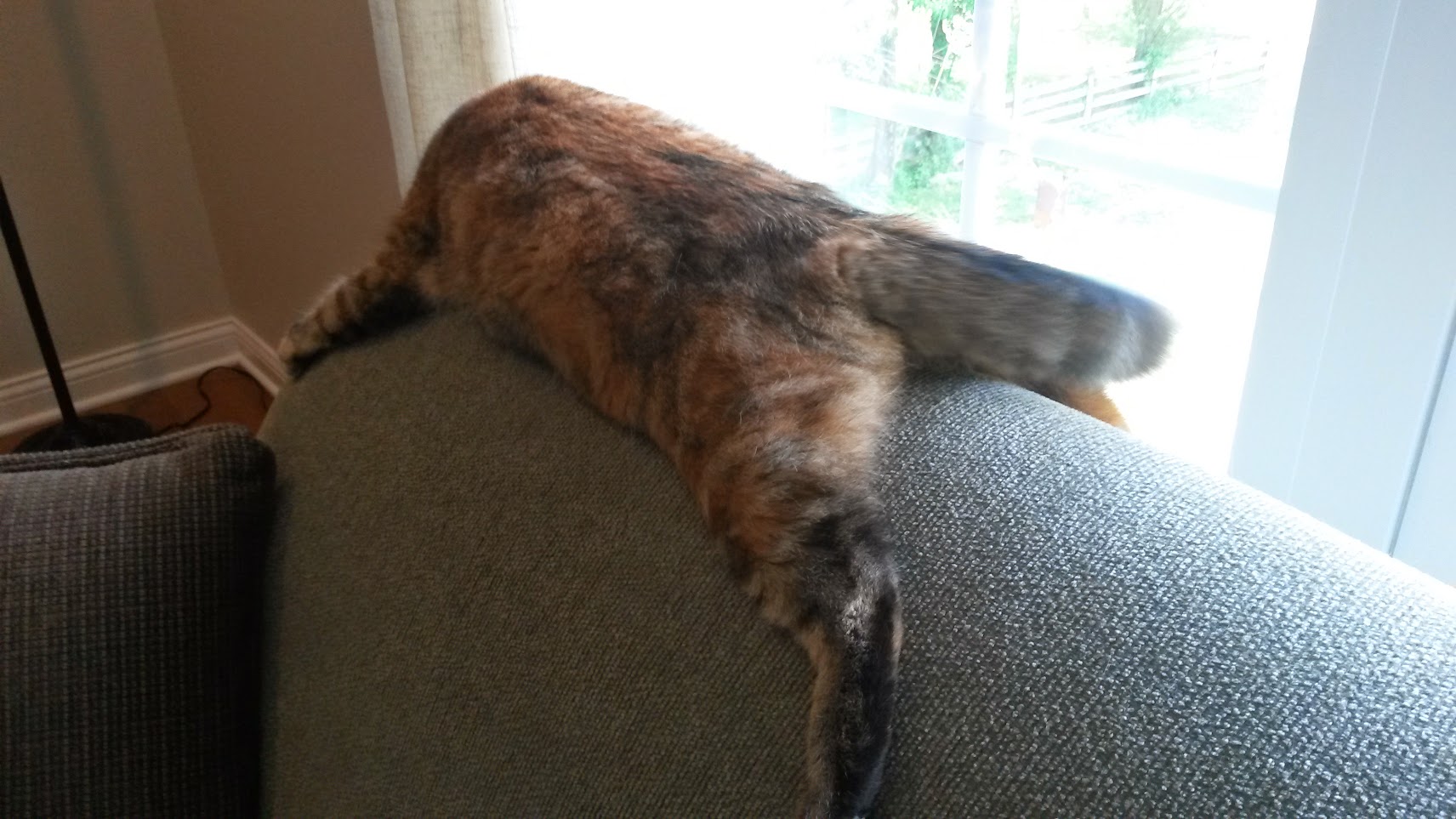 Boneless Cat NOT in the wild.jpg