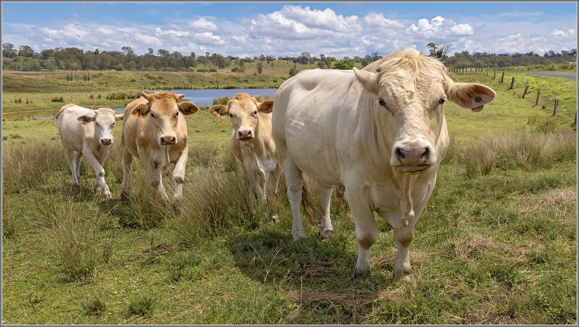 Scary Beasties : Borallon, SE Queensland