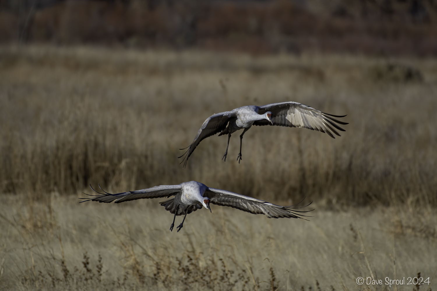 Bosque del Apache 241203 1631-3096.jpg