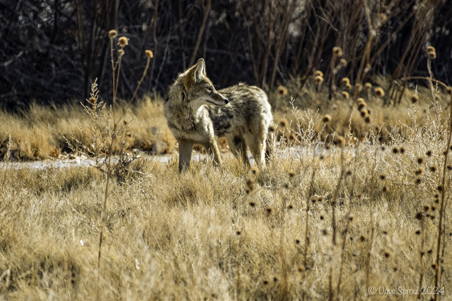 Bosque del Apache 241203 1703-3099.jpg