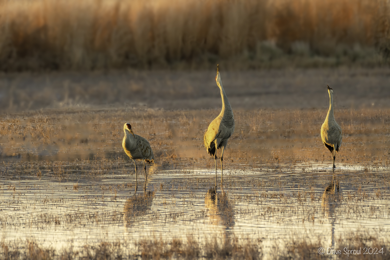 Bosque del Apache 241203 1818-Enhanced-NR-2-3100-3101.jpg