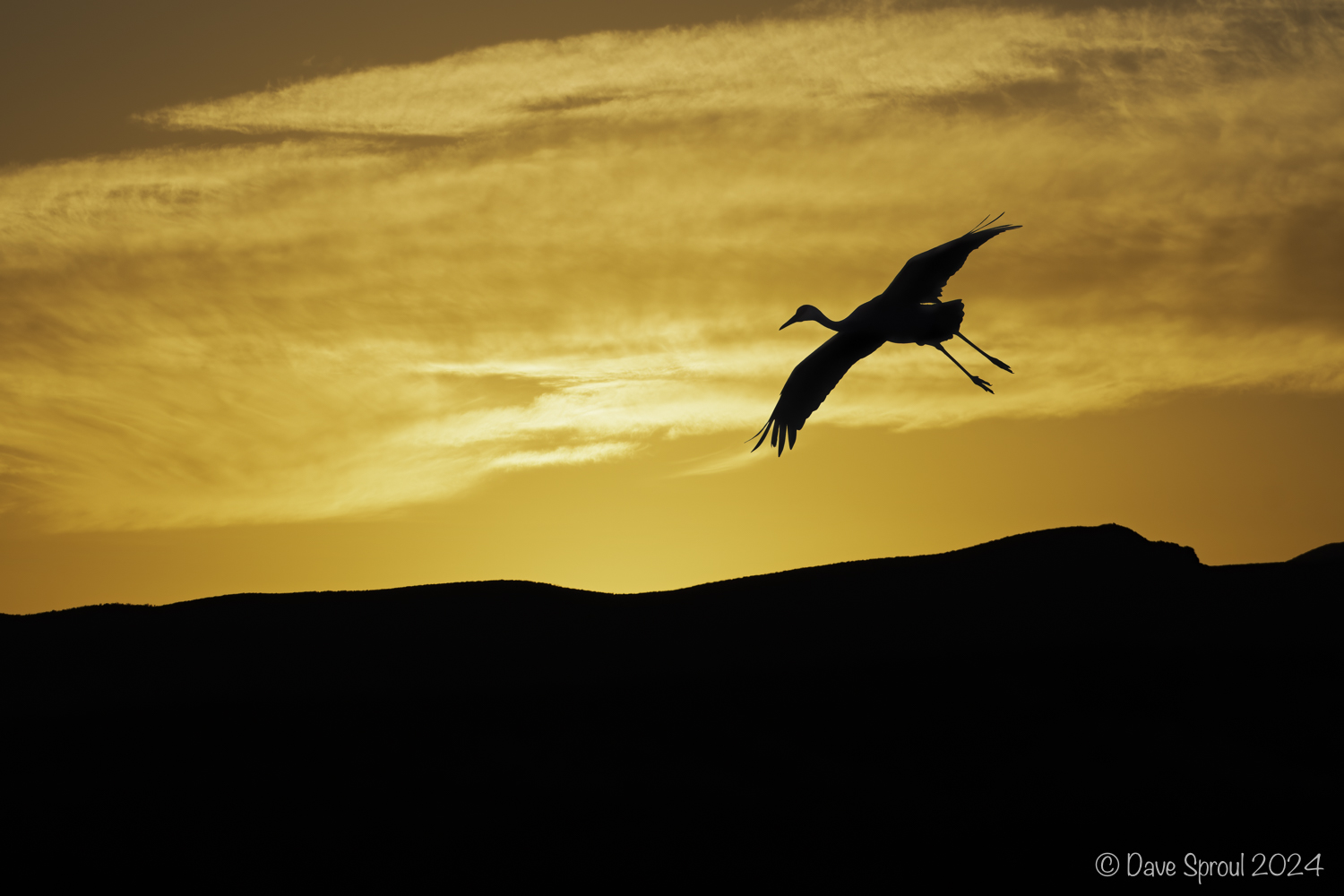 Bosque del Apache 241203 1912-3079-3080-3083.jpg