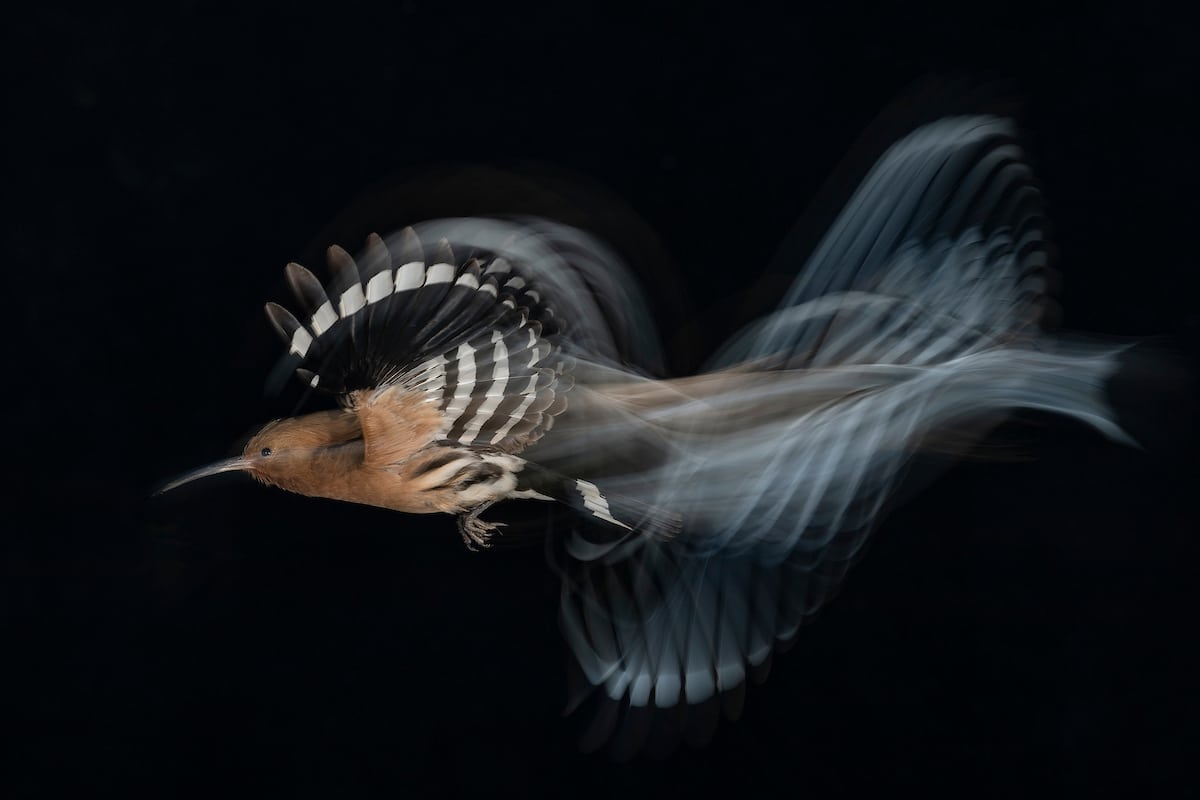 BPOTY-Birds-in-Flight-Gold.jpg