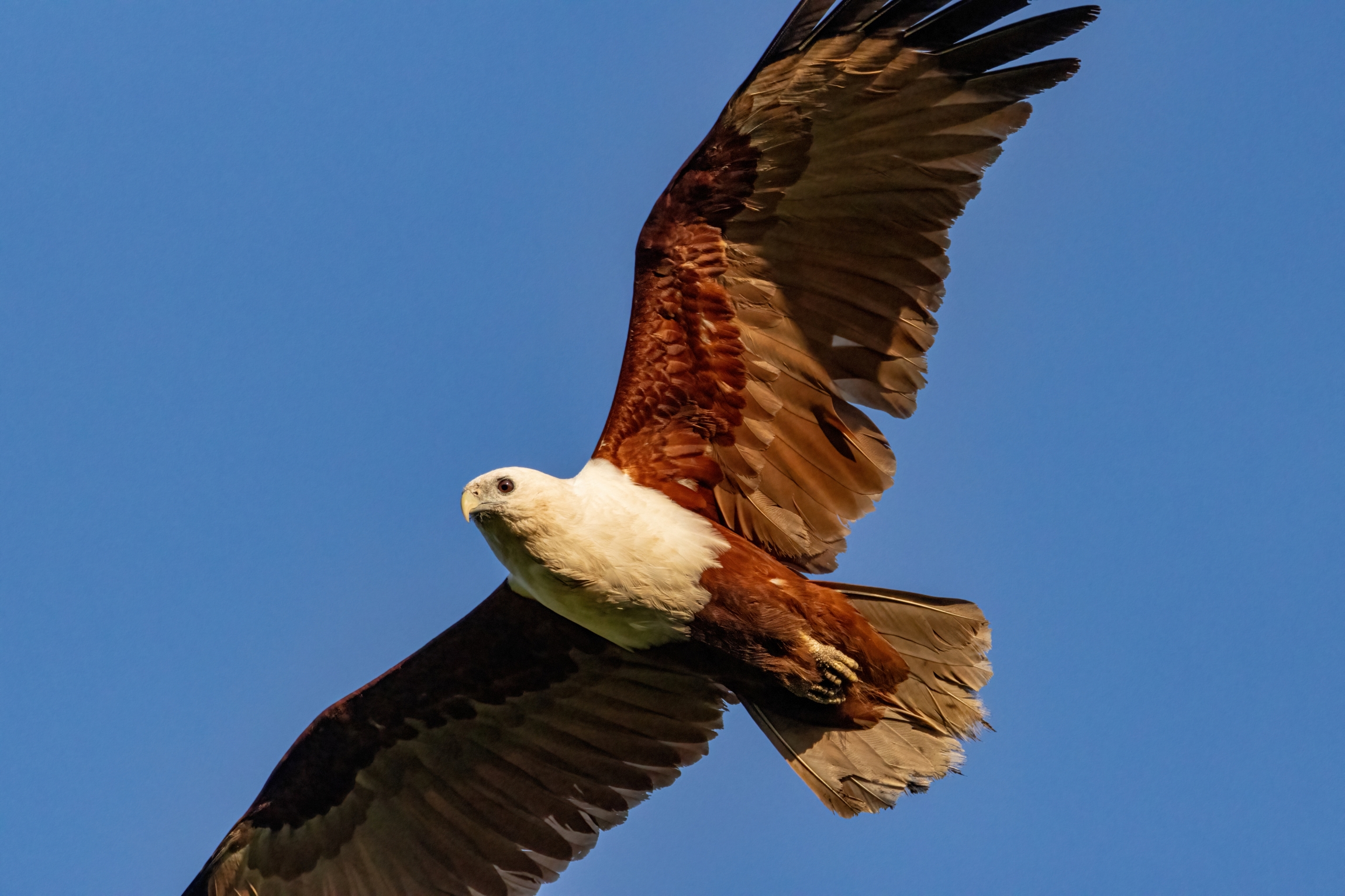 Brahminy Kite Darwin July 2024 PP1-1904-DeNoiseAI-standard resize.jpg