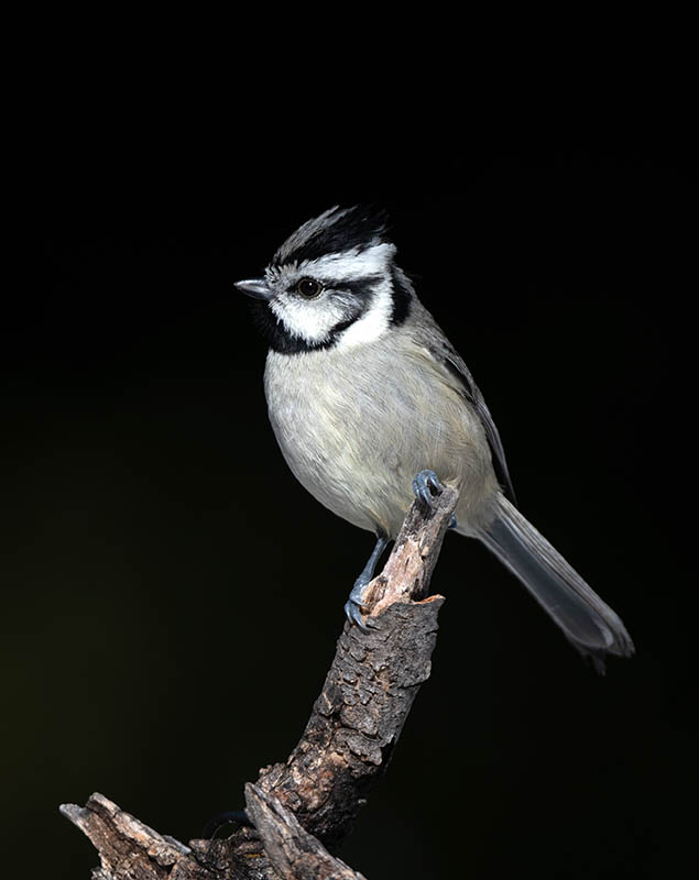 Bridled Titmouse  Tony Battiste's 850_180812272020.jpg