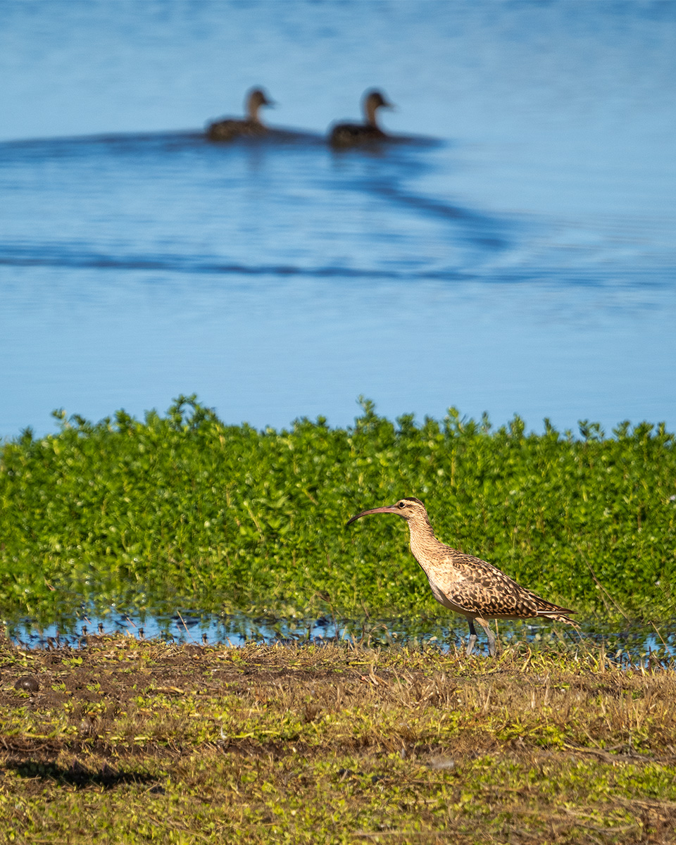 Bristle Thighed Curlew BCG PA281819.jpg