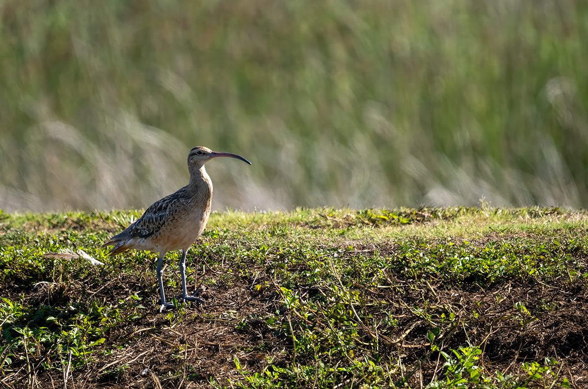Bristle Thighed Curlew BCG PA283142.jpg