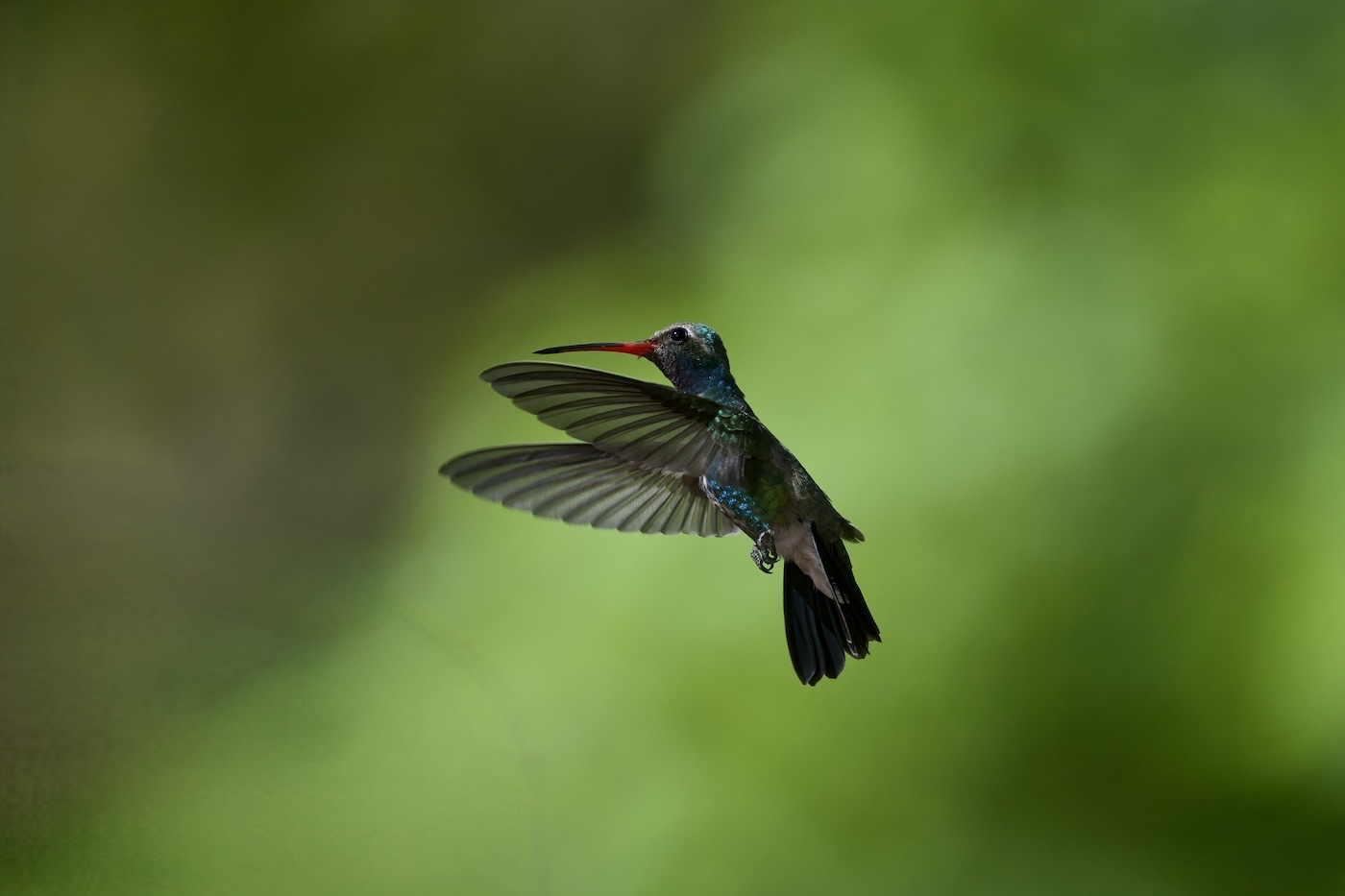 broad-billed hummingbird.jpeg
