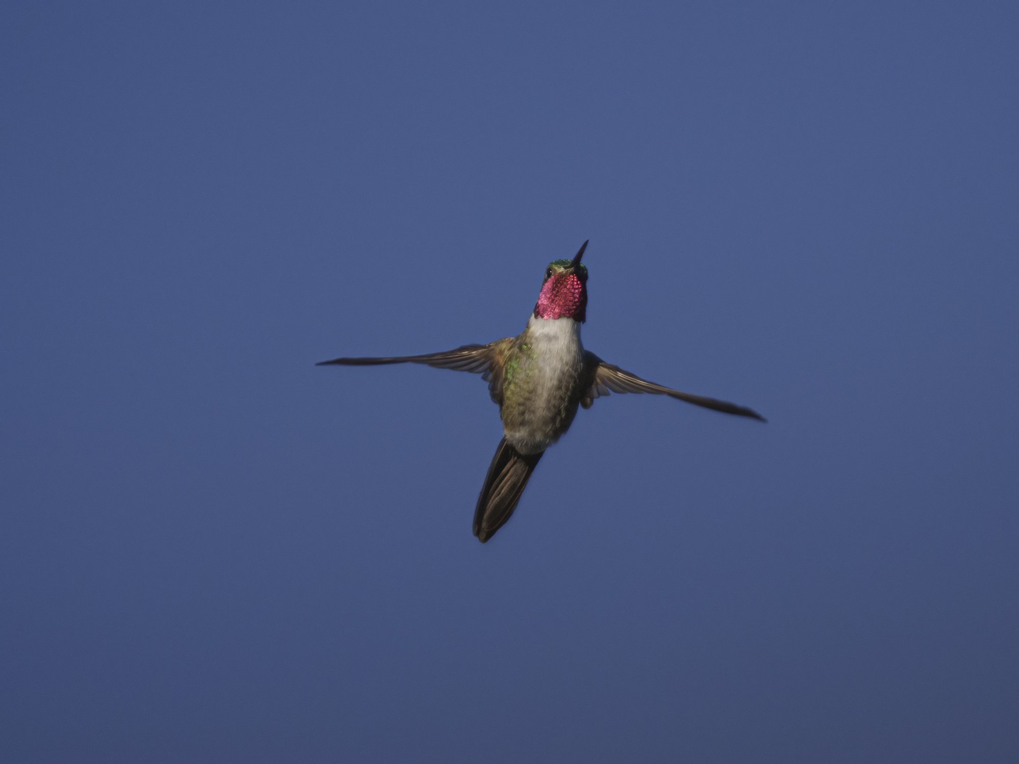 Broadtail hummingbird in flight Red Feather 07022021.jpg