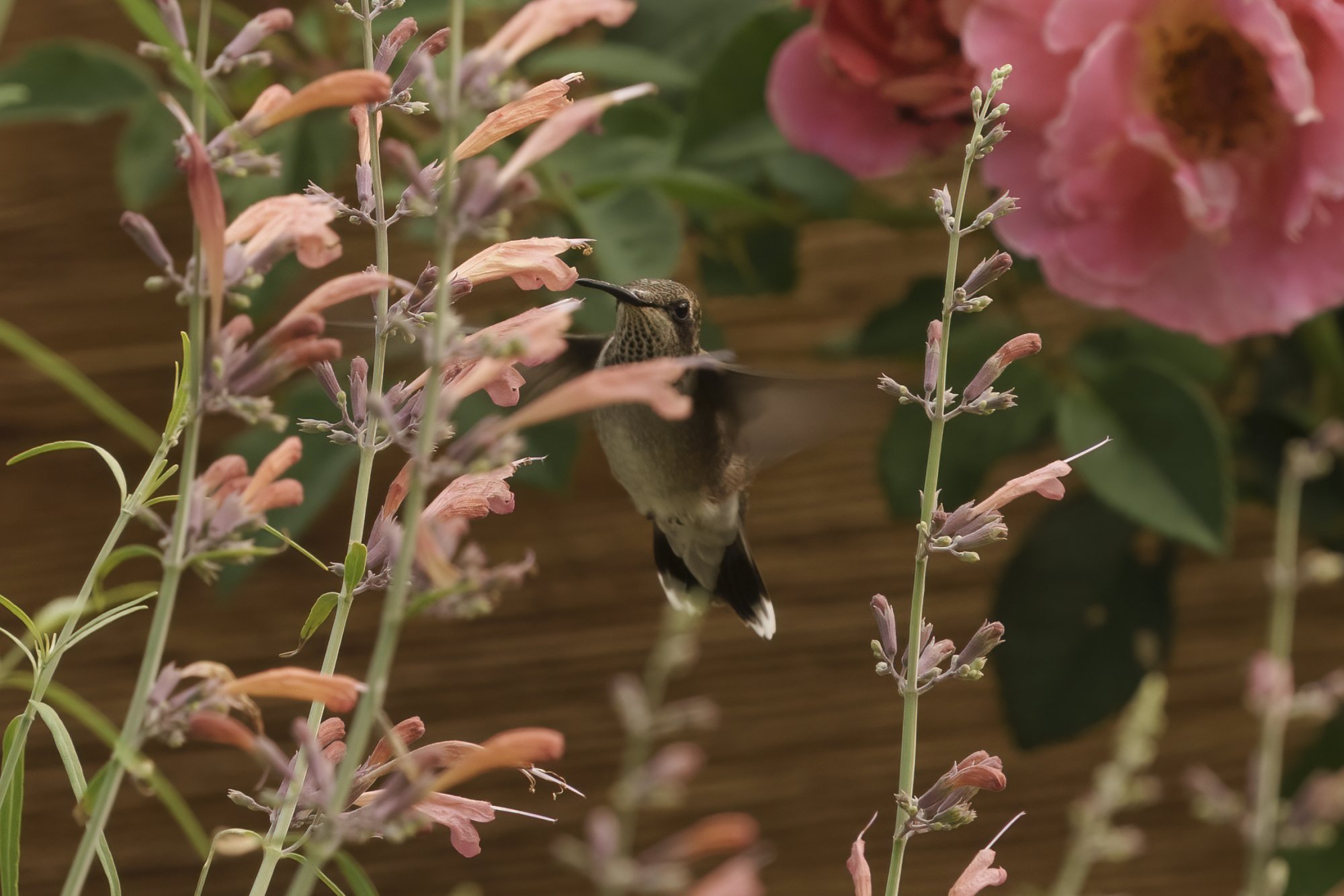 Broadtail hummingbird visitor 08012021 2.jpg