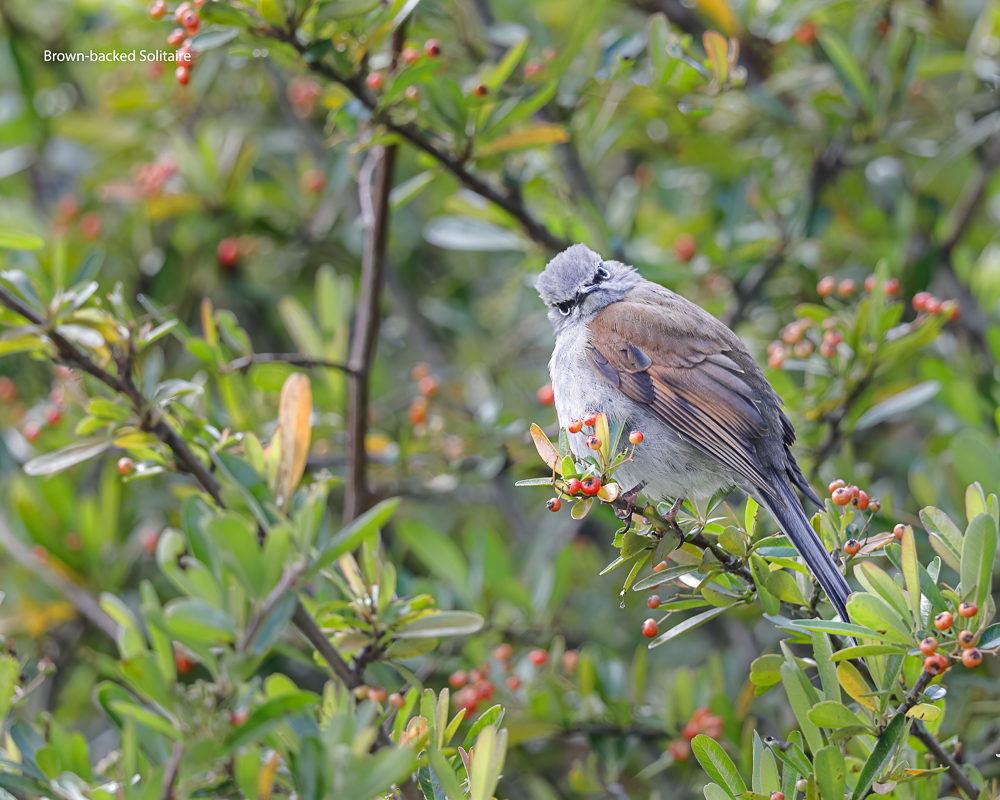 Brown-backed Solitaire-1.jpg