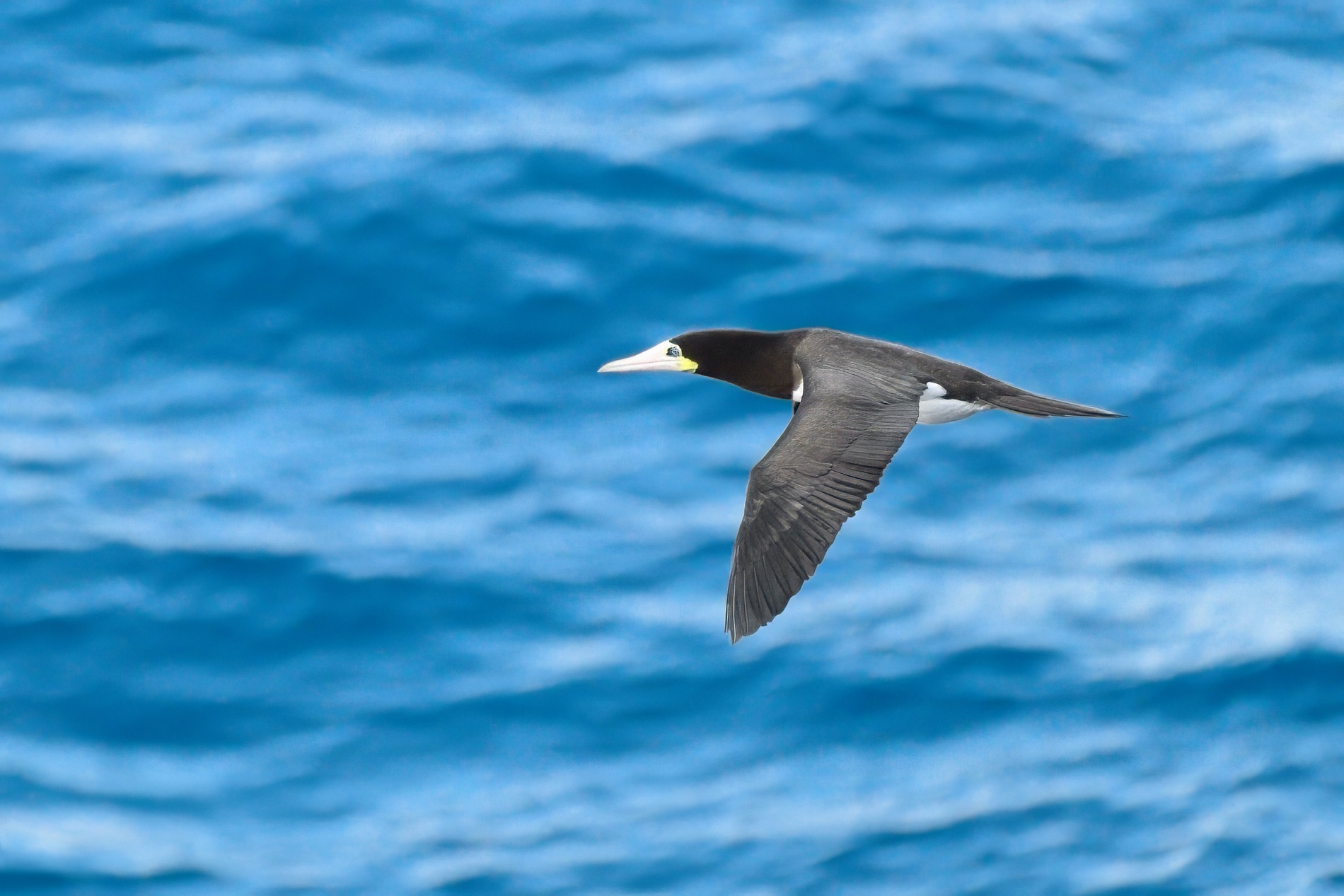 Brown Booby000-topaz-denoise-sharpen.jpg