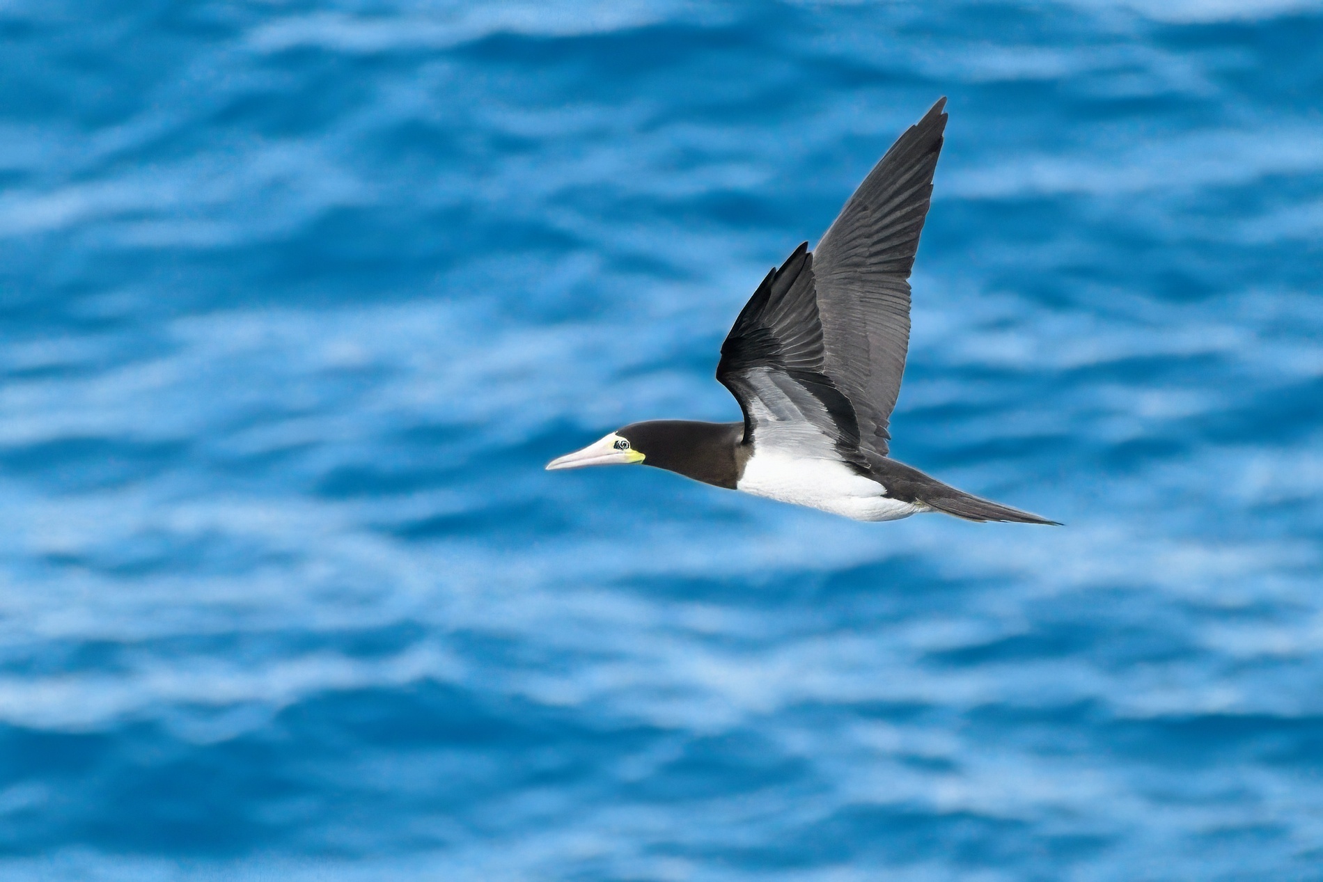 Brown Booby001-topaz-denoise-sharpen.jpg