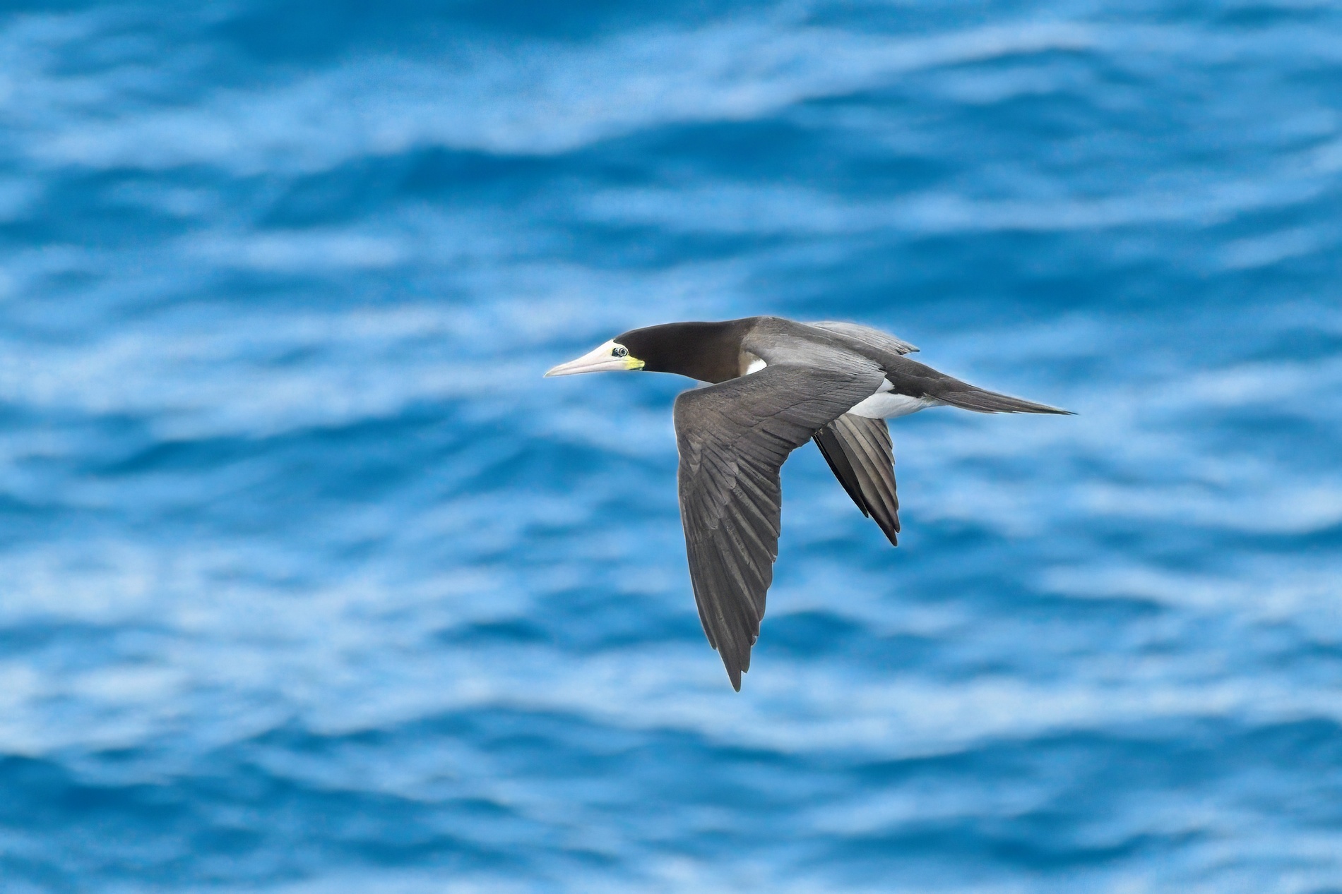 Brown Booby002-topaz-denoise-sharpen.jpg