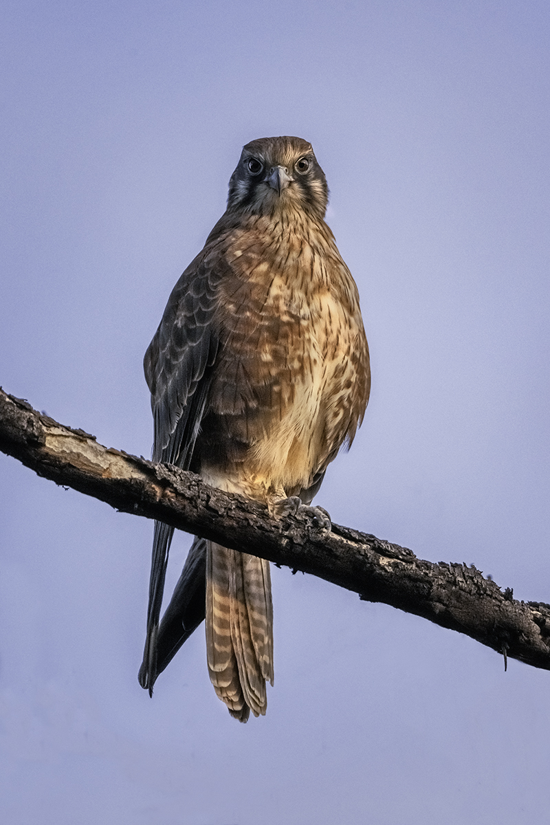 Brown Falcon.jpg